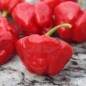 Preview: Chili Scotch Bonnet Red (Schärfe 10) (Samen)