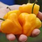 Preview: Chili Scotch Bonnet Yellow (Schärfe 10) (Samen)