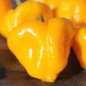 Preview: Chili Scotch Bonnet Yellow (Schärfe 10) (Samen)