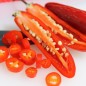 Preview: Chili Serrano (Schärfe 6) (Samen)