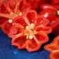 Preview: Chili Starfish (Schärfe 7) (Samen)