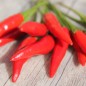 Preview: Chili Tabasco (Schärfe 8) (Samen)