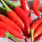 Preview: Chili Tabasco (Schärfe 8) (Samen)