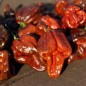 Preview: Chili Trinidad Scorpion Chocolate (Schärfe 10+) (Samen)