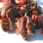 Preview: Chili Trinidad Scorpion Chocolate (Schärfe 10+) (Samen)