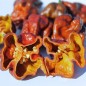 Preview: Chili Trinidad Scorpion Chocolate (Schärfe 10+) (Samen)