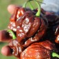 Preview: Chili Trinidad Scorpion Chocolate (Schärfe 10+) (Samen)
