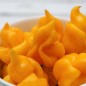 Preview: Chili Trinidad Scorpion Yellow (Schärfe 10+) (Samen)