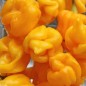 Preview: Chili Trinidad Scorpion Yellow (Schärfe 10+) (Samen)