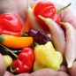 Preview: Chilimix (Samen)
