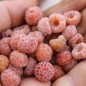 Preview: Chinesische Himbeere Ambra (Pflanze)