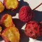 Preview: Chinesischer Fruchthartriegel  - Yang Mei