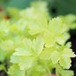 Preview: Chinesischer Sellerie Golden Leaf (Samen)