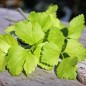 Preview: Chinesischer Sellerie Golden Leaf (Samen)