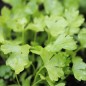 Preview: Chinesischer Sellerie White Stem (Samen)