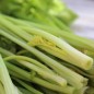Preview: Chinesischer Sellerie White Stem (Samen)