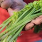 Preview: Chinesischer Sellerie White Stem (Samen)