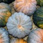 Preview: Kürbis Chirimen (Samen)