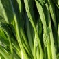 Preview: Choy Sum (Samen)