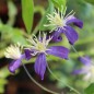 Preview: Duftclematis (Pflanze)