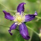Preview: Duftclematis (Pflanze)