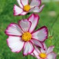 Preview: Cosmos Candy Stripe (Samen)