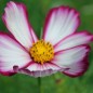 Preview: Cosmos Candy Stripe (Samen)