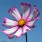 Preview: Cosmos Candy Stripe (Samen)