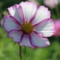 Preview: Cosmos Candy Stripe (Samen)