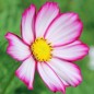 Preview: Cosmos Candy Stripe (Samen)