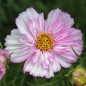 Preview: Cosmos Collarette (Samen)