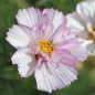 Preview: Cosmos Collarette (Samen)