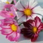 Preview: Cosmos Daydream (Samen)