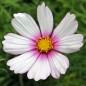 Preview: Cosmos Daydream (Samen)