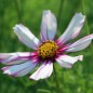 Preview: Cosmos Daydream (Samen)