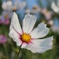Preview: Cosmos Daydream (Samen)