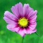 Preview: Cosmos Dazzler (Samen)