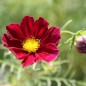 Preview: Cosmos Dazzler (Samen)