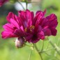 Preview: Cosmos Double Click Cranberries (Samen)
