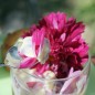 Preview: Cosmos Double Click Cranberries (Samen)