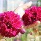 Preview: Cosmos Double Click Cranberries (Samen)