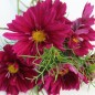 Preview: Cosmos Double Click Cranberries (Samen)