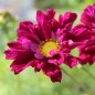 Preview: Cosmos Double Click Cranberries (Samen)