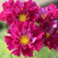 Preview: Cosmos Double Click Cranberries (Samen)