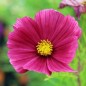 Preview: Cosmos Rubenza (Samen)