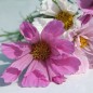 Preview: Cosmos Sea Shells (Samen)