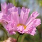 Preview: Cosmos Sea Shells (Samen)