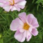 Preview: Cosmos Sea Shells (Samen)