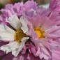 Preview: Cosmos Sea Shells (Samen)