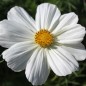 Preview: Cosmos Sensation White (Samen)